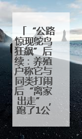 “公路惊现鸵鸟狂飙”后续：养殖户称它与同类打闹后“离家出走”，跑了1公里被找回
