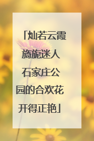 灿若云霞 旖旎迷人 石家庄公园的合欢花开得正艳