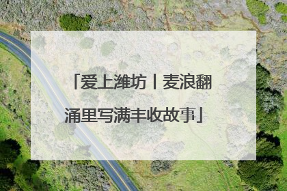 爱上潍坊丨麦浪翻涌里写满丰收故事