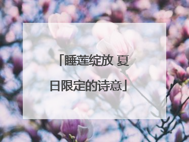 睡莲绽放 夏日限定的诗意