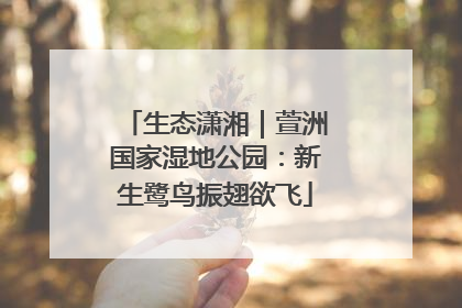 生态潇湘｜萱洲国家湿地公园：新生鹭鸟振翅欲飞