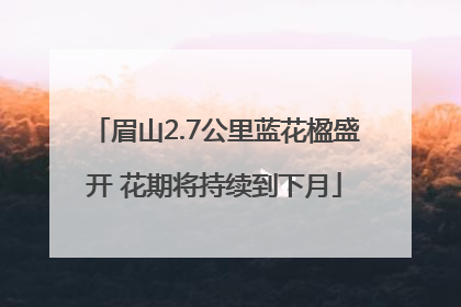 眉山2.7公里蓝花楹盛开 花期将持续到下月