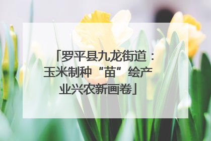 罗平县九龙街道：玉米制种“苗”绘产业兴农新画卷