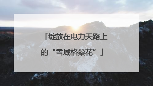 绽放在电力天路上的“雪域格桑花”