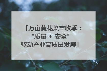 万亩黄花菜丰收季：“质量 + 安全” 驱动产业高质量发展