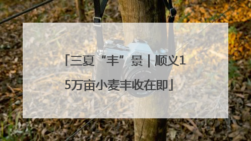 三夏“丰”景｜顺义15万亩小麦丰收在即