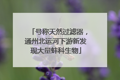 号称天然过滤器，通州北运河下游新发现大量蚌科生物