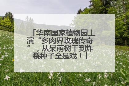 华南国家植物园上演“多肉界玫瑰传奇”，从呆萌树干到炸裂种子全是戏！