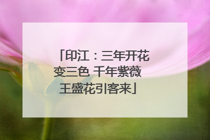 印江：三年开花变三色 千年紫薇王盛花引客来