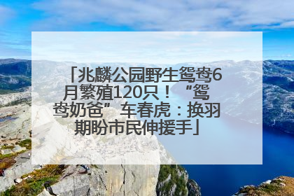兆麟公园野生鸳鸯6月繁殖120只！“鸳鸯奶爸”车春虎：换羽期盼市民伸援手