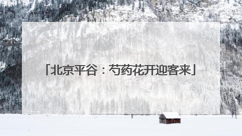 北京平谷：芍药花开迎客来