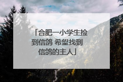 合肥一小学生捡到信鸽 希望找到信鸽的主人