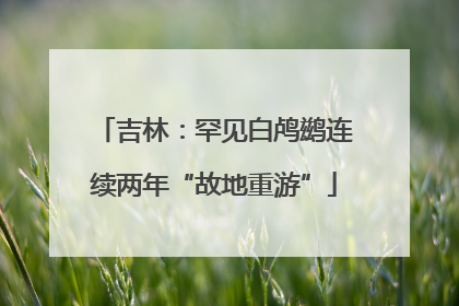 吉林：罕见白鸬鹚连续两年“故地重游”