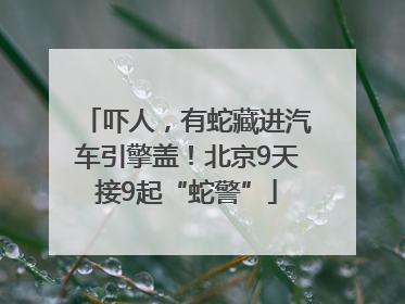 吓人，有蛇藏进汽车引擎盖！北京9天接9起“蛇警”