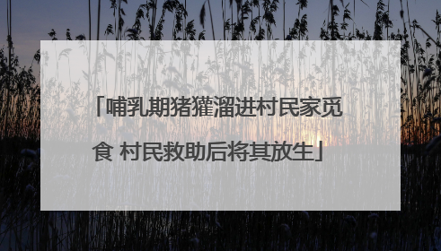 哺乳期猪獾溜进村民家觅食 村民救助后将其放生