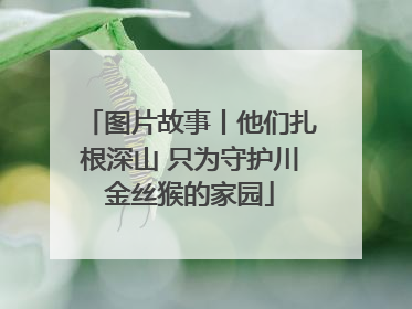 图片故事丨他们扎根深山 只为守护川金丝猴的家园
