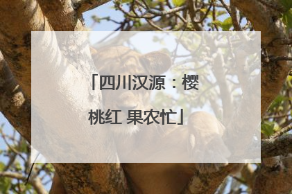 四川汉源：樱桃红 果农忙