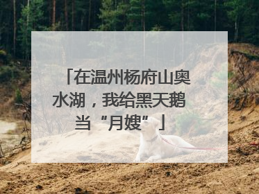 在温州杨府山奥水湖，我给黑天鹅当“月嫂”