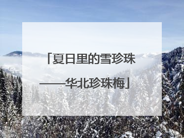 夏日里的雪珍珠——华北珍珠梅