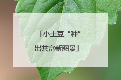 小土豆“种”出共富新图景