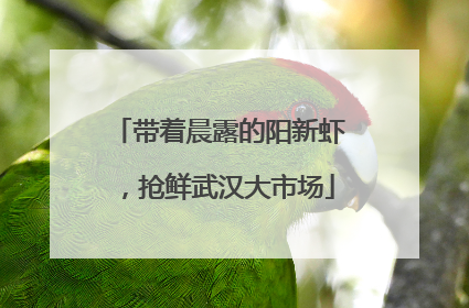 带着晨露的阳新虾，抢鲜武汉大市场