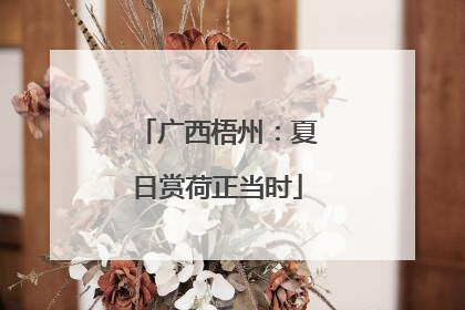 广西梧州：夏日赏荷正当时