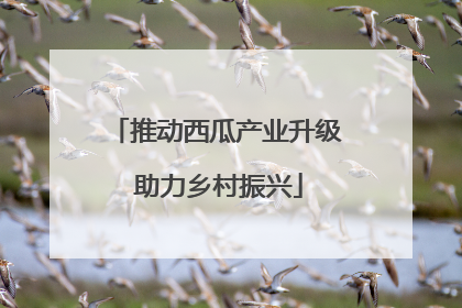 推动西瓜产业升级 助力乡村振兴