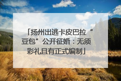 扬州出逃卡皮巴拉“豆包”公开征婚：无须彩礼且有正式编制