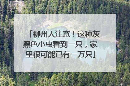 柳州人注意！这种灰黑色小虫看到一只，家里很可能已有一万只