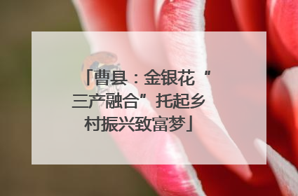曹县：金银花“三产融合”托起乡村振兴致富梦