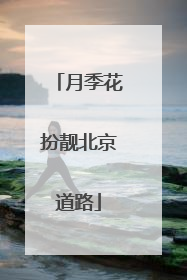 月季花扮靓北京道路