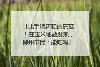 比手臂还粗的蘑菇！在玉米地被发现，柳州市民：能吃吗