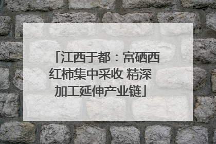 江西于都：富硒西红柿集中采收 精深加工延伸产业链