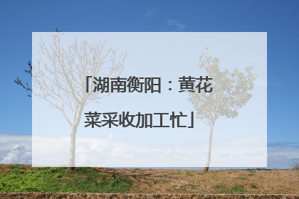 湖南衡阳：黄花菜采收加工忙