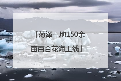 菏泽一地150余亩百合花海上线