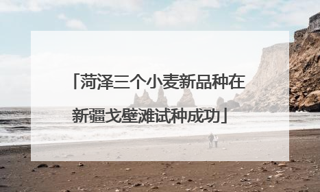菏泽三个小麦新品种在新疆戈壁滩试种成功