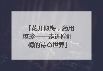 花开似梅，药用堪珍——走进榆叶梅的诗意世界