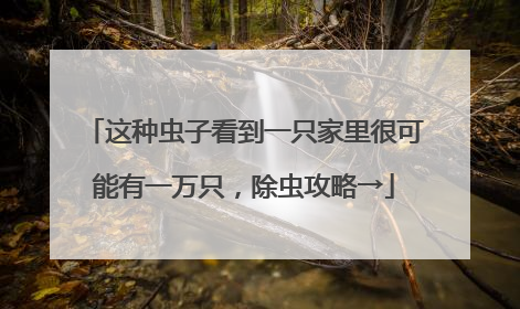 这种虫子看到一只家里很可能有一万只，除虫攻略→