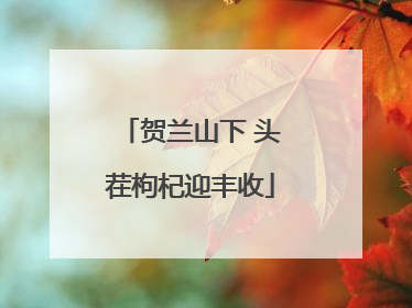 贺兰山下 头茬枸杞迎丰收