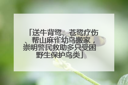 送牛背鹭、苍鹭疗伤、帮山麻雀幼鸟搬家，崇明警民救助多只受困野生保护鸟类