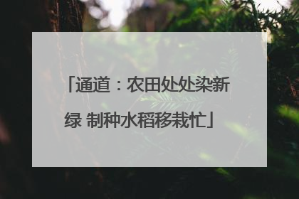 通道：农田处处染新绿 制种水稻移栽忙