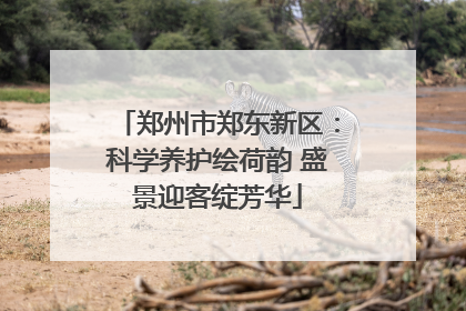 郑州市郑东新区：科学养护绘荷韵 盛景迎客绽芳华