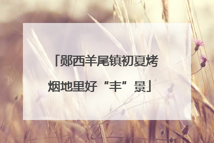 郧西羊尾镇初夏烤烟地里好“丰”景