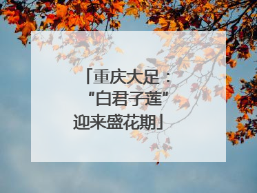 重庆大足：“白君子莲”迎来盛花期