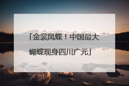 金裳凤蝶！中国最大蝴蝶现身四川广元
