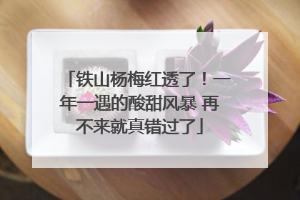 铁山杨梅红透了！一年一遇的酸甜风暴 再不来就真错过了