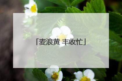 麦浪黄 丰收忙