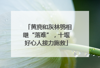 黄麂和灰林鸮相继“落难”，十堰好心人接力施救