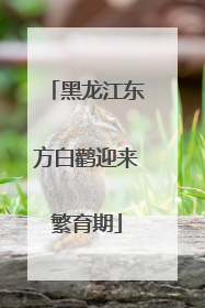 黑龙江东方白鹳迎来繁育期